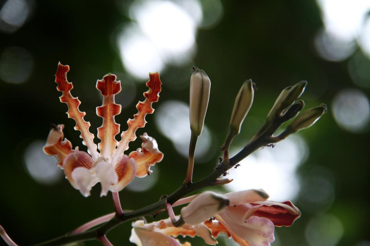 לינה וארוחת בוקר טולום Casa Colibri Tankah מראה חיצוני תמונה